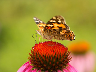 Echinacea and colorful butterfly in the garden