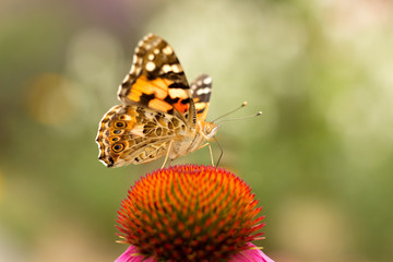 Echinacea and colorful butterfly in the garden