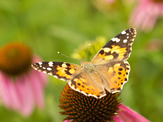 Naklejka premium Echinacea and colorful butterfly in the garden