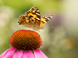 Echinacea and colorful butterfly in the garden