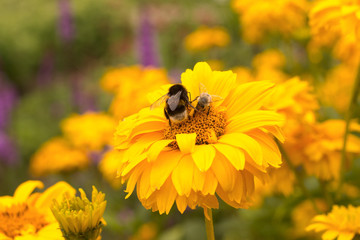 yellow flowering perennial (Heliopsis) in the garden