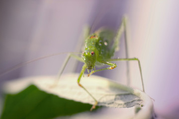 green grasshopper resting on a leaf