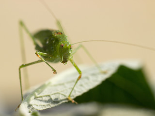 green grasshopper resting on a leaf