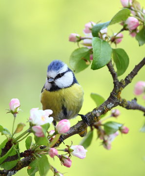 Eurasian Blue Tit On A Branch