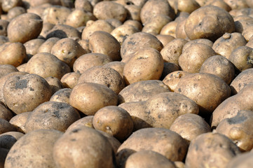 the stack of freshly harvested potato