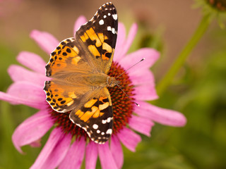 Fototapeta na wymiar Echinacea and colorful butterfly in the garden