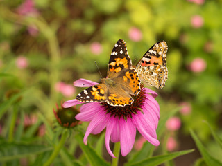Echinacea and colorful butterfly in the garden