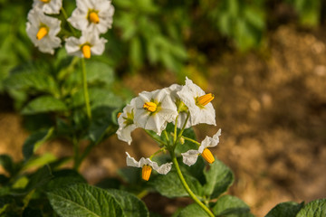 fleurs de pommes de terre