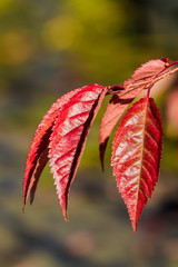 Okame Cherry