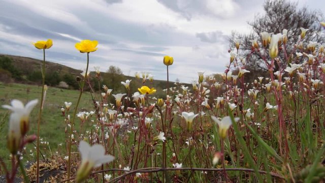 Detalle de flores silvestres de color blanco ( Saxifraga ) y amarillo ( Ranunculus ) meciendose con el viento, en primavera
