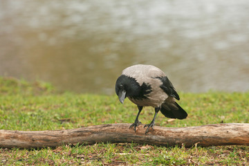 Curious crow