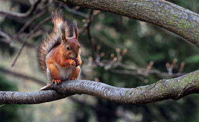 Naklejka na ściany i meble Squirrel biting nut
