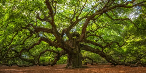 Zelfklevend Fotobehang Angel Oak Tree Panorama © Michael