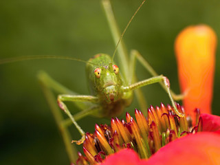 green grasshopper resting on a echinacea