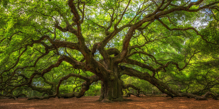 Fototapeta Angel Oak Tree Panorama 