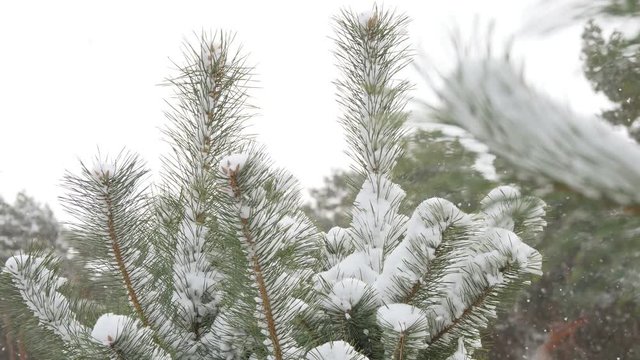 Beautiful tree covered with snow, close-up view, in the frosty winter, the Christmas forest