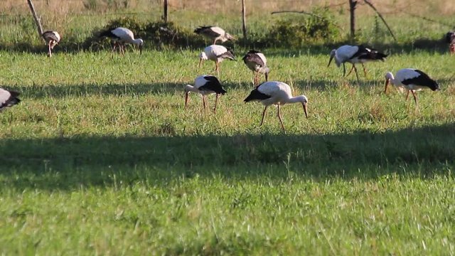 Cig&uuml;e&ntilde;as en un Prado en busca de comida