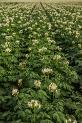 Vue sur fleurs de pommes de terre