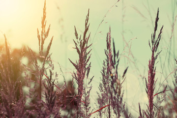 Obraz premium Wild grass and grain at sunset. Colorful turquoise and orange background. Hipster background and texture