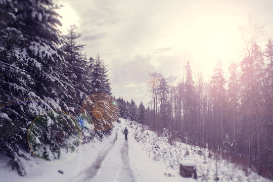 Winter landscape with setting orange sun. The coniferous forest with snow. The wanderer on the trail