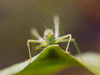 grasshopper resting on a leaf