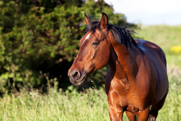 Bay horse on a background of green grass - 132946103