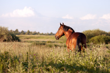 Bay horse on a green background looking into the distance - 132946122
