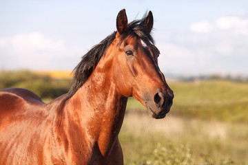 Portrait of a bay horse on  background  field - 132946161