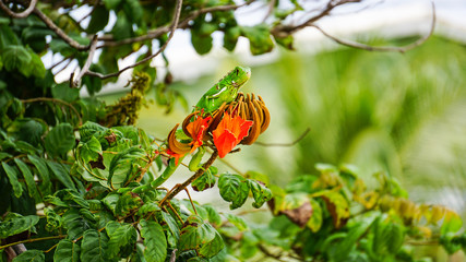 Green iguana chilling on the flower