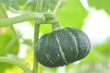 pumpkin or Cucurbita moschata Decne in the vegetable garden