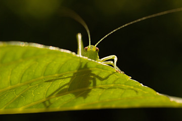 grasshopper resting on a leaf