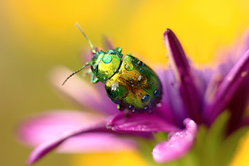 colored beetle (Linaeidea aenea) resting on a flower