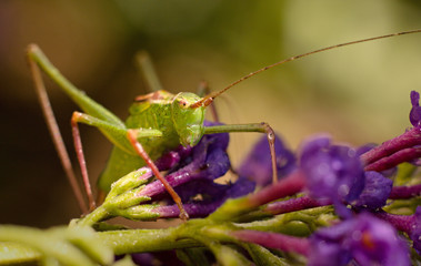 green grasshopper resting on a flower