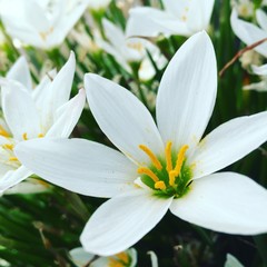 道端に力強く咲く