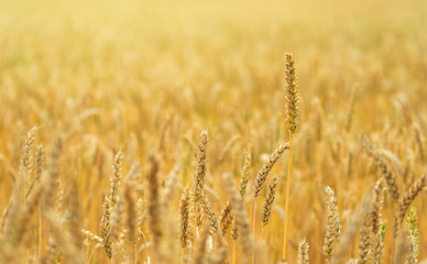 Fototapeta premium Wheat field