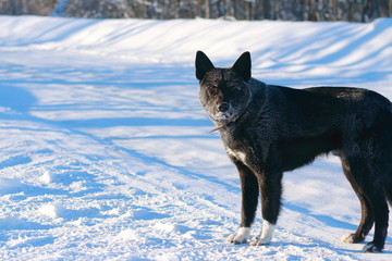 Черная собака в мороз стоит на обочине дороги.