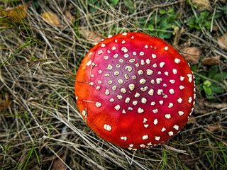 Red fresh fly agaric mushroom