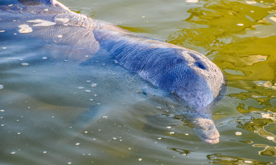 Obraz premium Estuary dolphin in Tin Can Bay, Australia