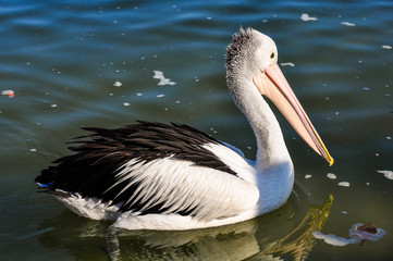 Pelican swimming in Tin Can Bay, Australia
