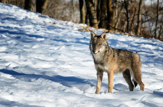 Fototapeta Young italian wolf (canis lupus italicus) in wildlife centre "Uomini e lupi" of Entracque, Maritime Alps Park (Piedmont, Italy)