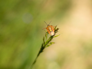 heteroptera resting on the grass