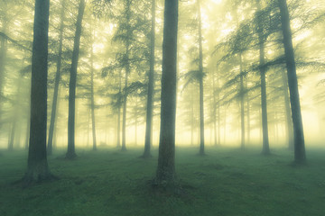 vintage foggy forest