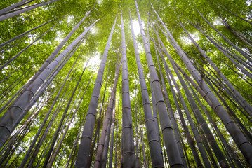 Bamboo Forest in Arashiyama, Kyoto, Japan