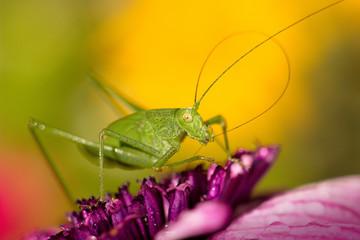 green grasshopper resting on osteospermum