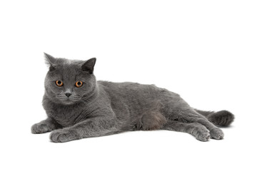 beautiful gray cat lying on a white background