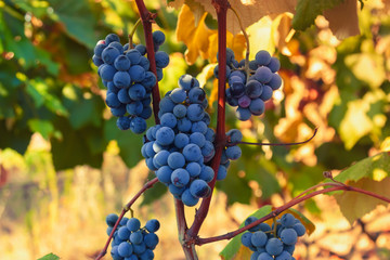 Ripe grapes ready for harvesting