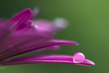 dewdrop on a pink flower