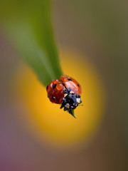 ladybird resting on a leaf