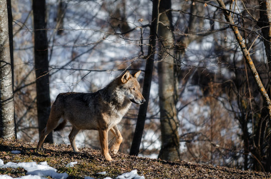 Male italian wolf (canis lupus italicus) in wildlife centre "Uomini e lupi" of Entracque, Maritime Alps Park (Piedmont, Italy)