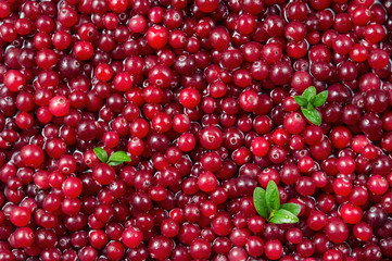 Cranberry. Fresh ripe red berry with leaves. Food background.